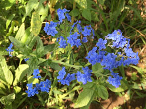 Anchusa azurea